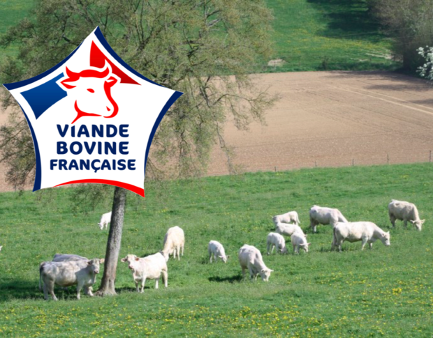 ferme de travailles viande charolaise française